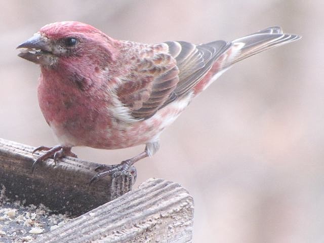 Purple Finches